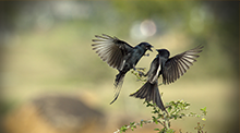 Love Is In The Air 免费ddos在线攻击测试网站